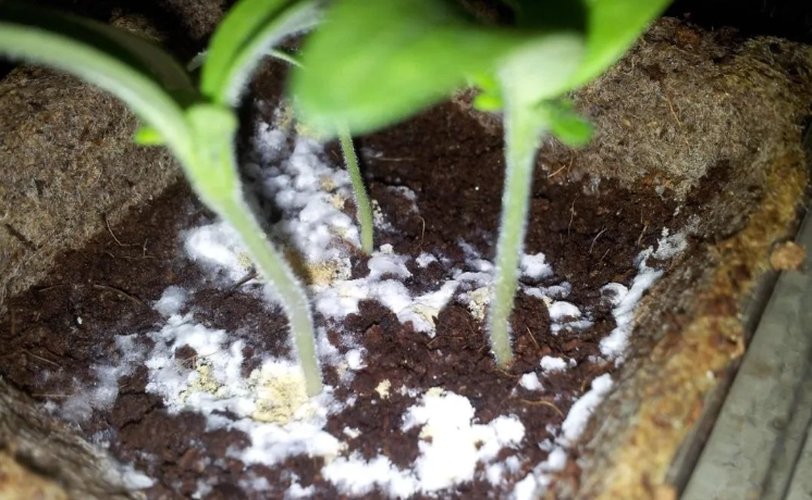 盆栽土發霉處理