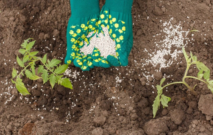 番茄施肥時機 番茄施肥時機