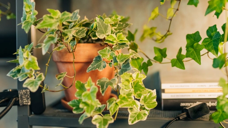 常春藤光照需求