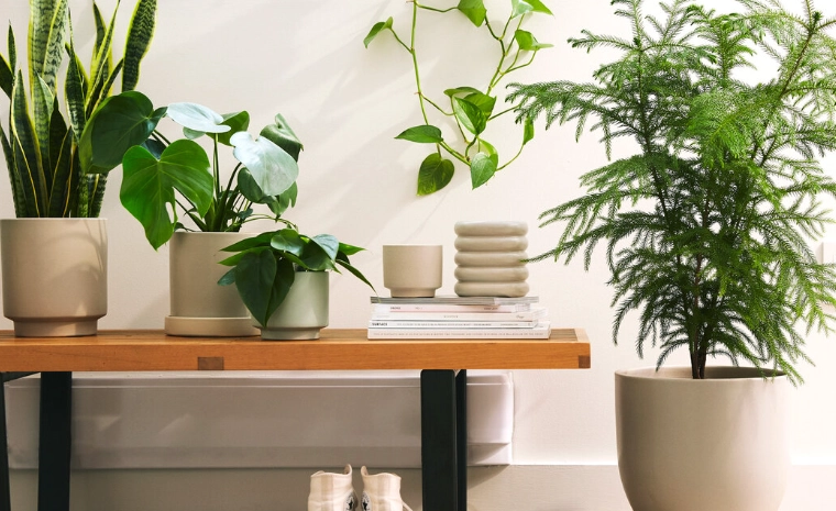 居家植物擺放 居家植物擺放