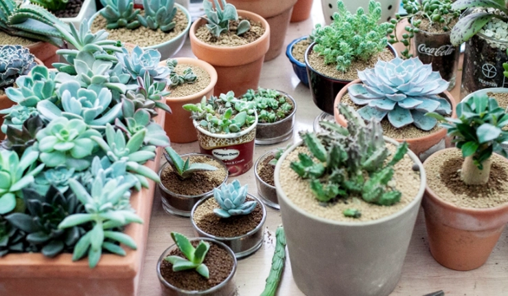 室內小盆栽 室內小盆栽