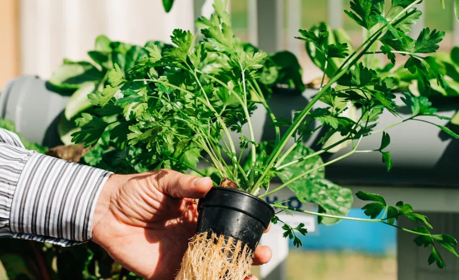 水耕種植注意事項