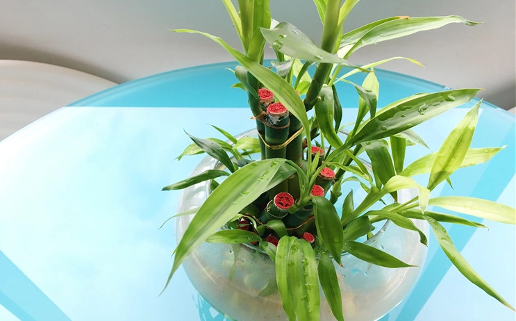 水培富贵竹叶子发黄 水培富贵竹叶子发黄