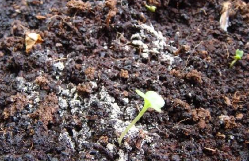 土壤發霉處理 土壤發霉處理