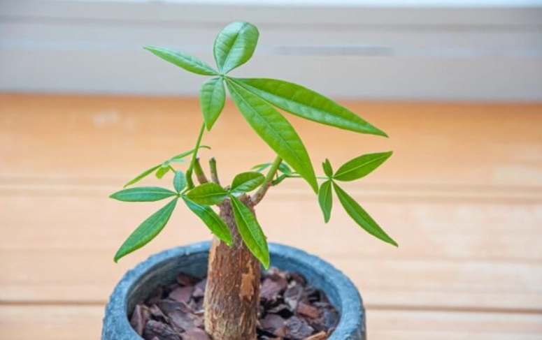 植物曬太陽注意事項