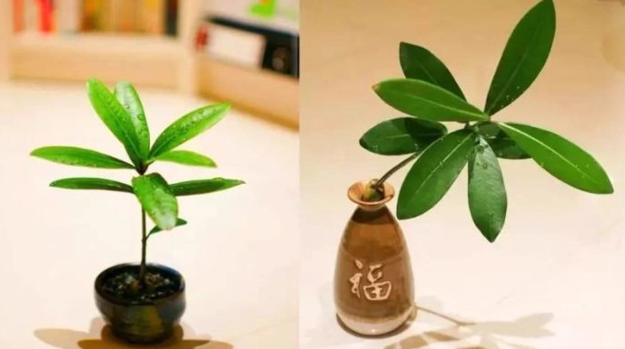 水耕種植技術 水耕種植技術