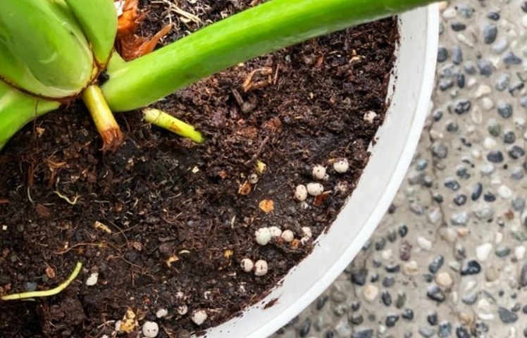 土壤白色顆粒處理