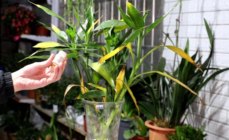 富贵竹叶子变黄 富贵竹叶子变黄