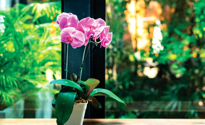 蘭花養護技巧
