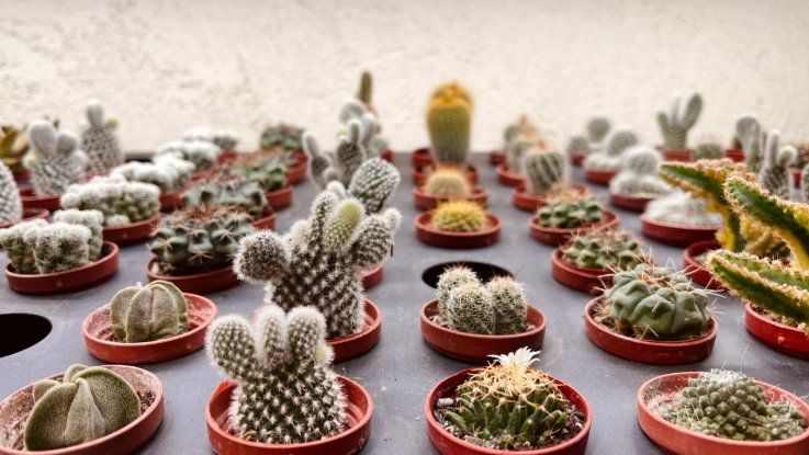 室內植物推薦 室內植物推薦