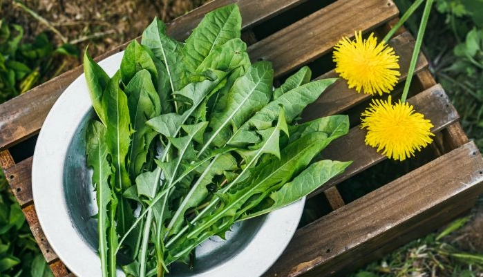 闊葉雜草管理 闊葉雜草管理