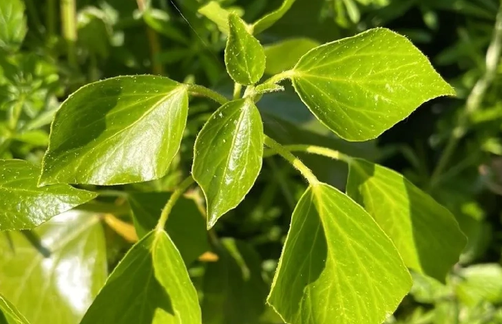 长春藤修剪工具 长春藤修剪工具