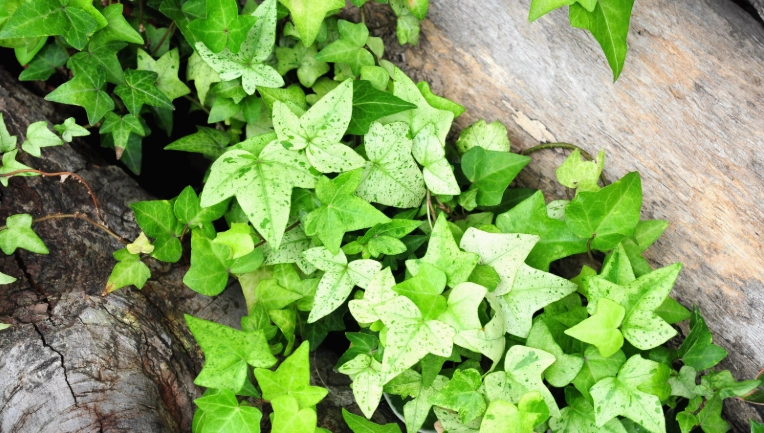 长春藤修剪时机 长春藤修剪时机