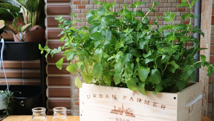 薄荷過度生長處理