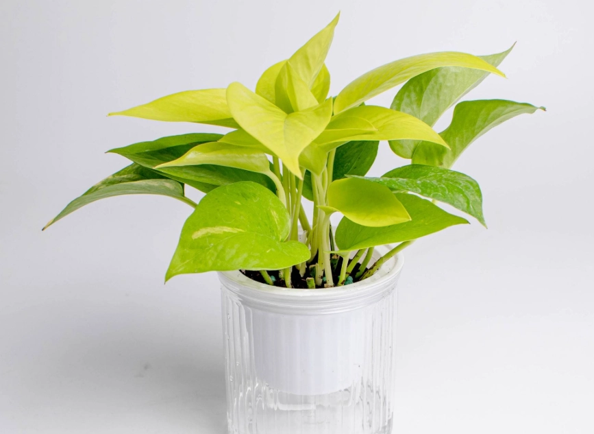 低光照室內植物