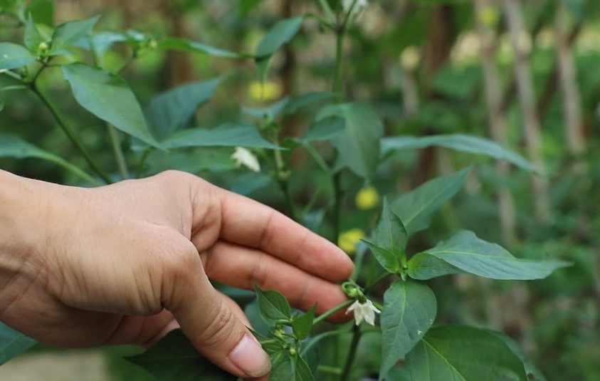 辣椒開花結果技巧