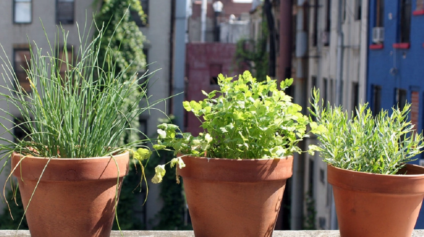 植物葉子下垂原因