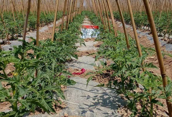 番茄肥料施用時間 番茄肥料施用時間