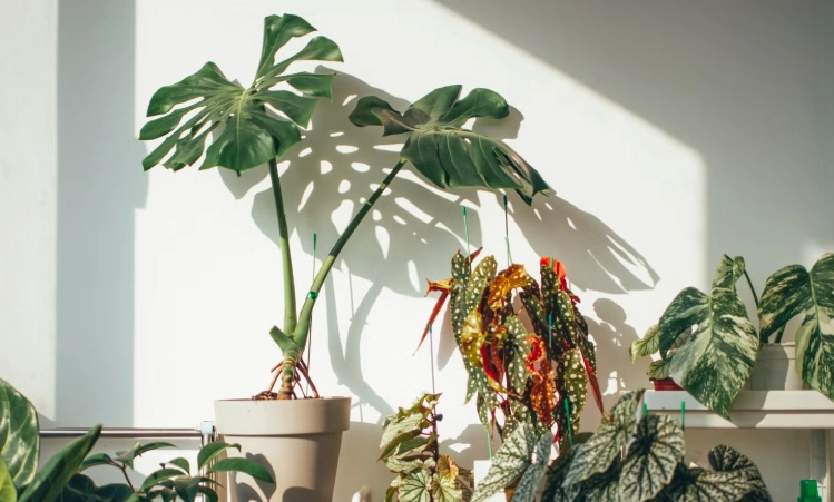 盆栽叶子下垂处理