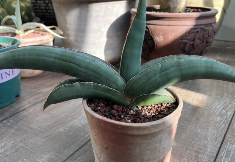 室內植物養護 室內植物養護