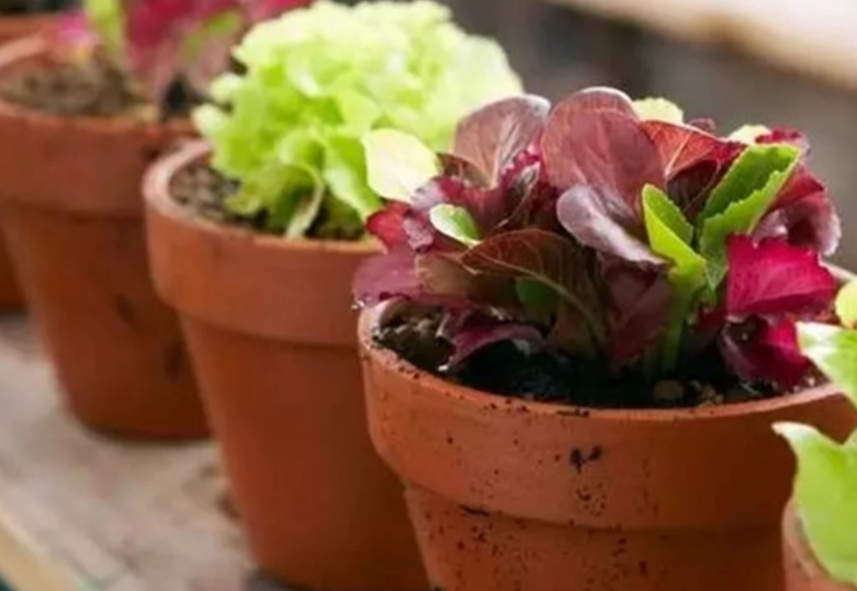 花盆種菜安全性