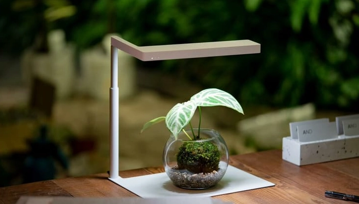 水苔球養護 水苔球養護