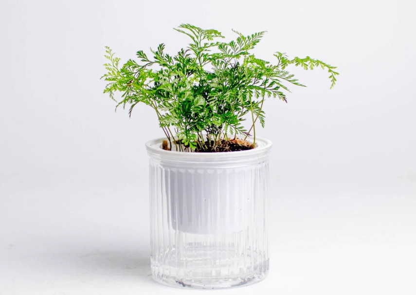 水培兔腳蕨方法 水培兔腳蕨方法