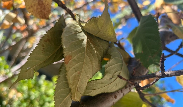 櫻花葉子下垂處理