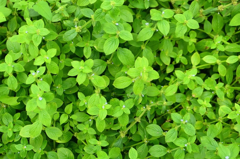 闊葉雜草種類 闊葉雜草種類