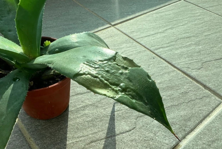 蘭花葉子養護 蘭花葉子養護