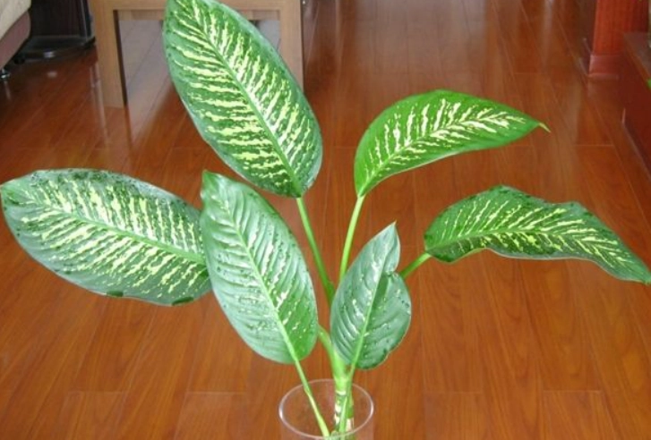 萬年青照顧技巧