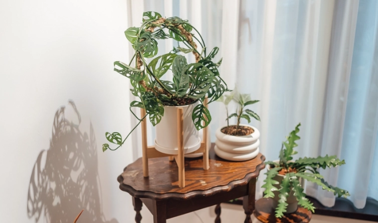 居家植物擺放 居家植物擺放