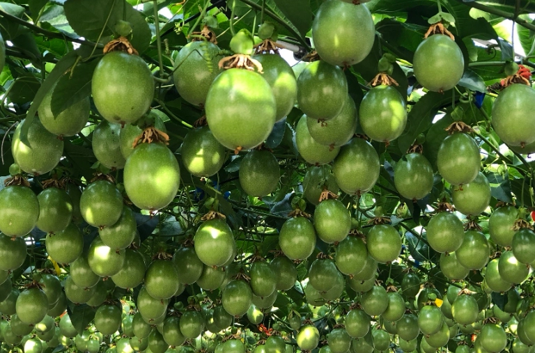 百香果種類 百香果種類