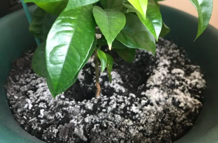 盆栽土壤發霉原因