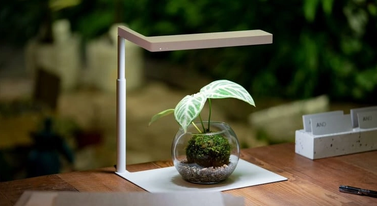 苔球虫害防治 苔球虫害防治