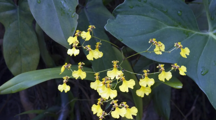 文心蘭花期管理