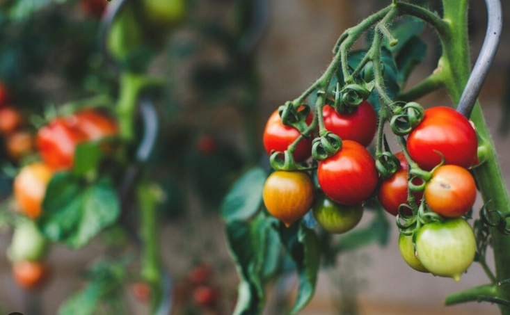 番茄施肥時機 番茄施肥時機