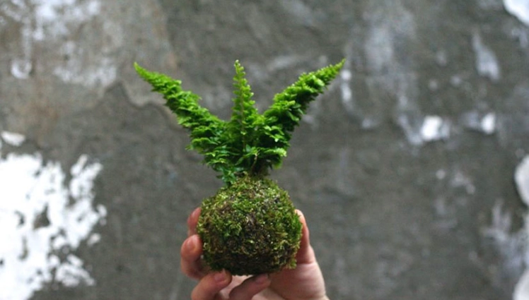 苔球虫害防治 苔球虫害防治