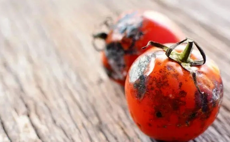 番茄變黑原因 番茄變黑原因