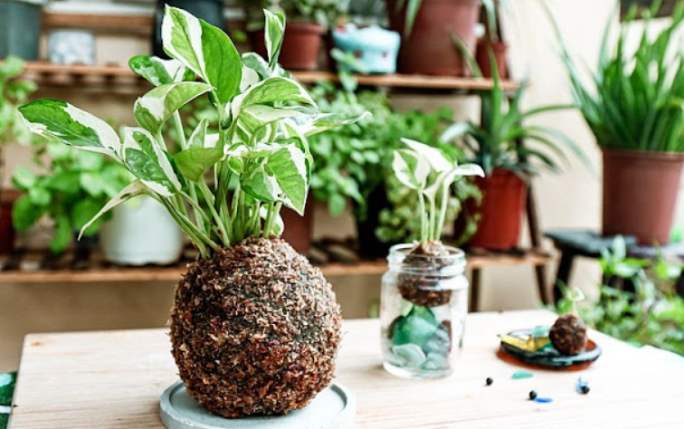 苔球长虫处理 苔球长虫处理