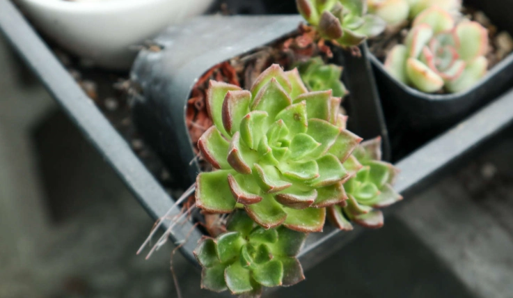 多肉植物養護 多肉植物養護