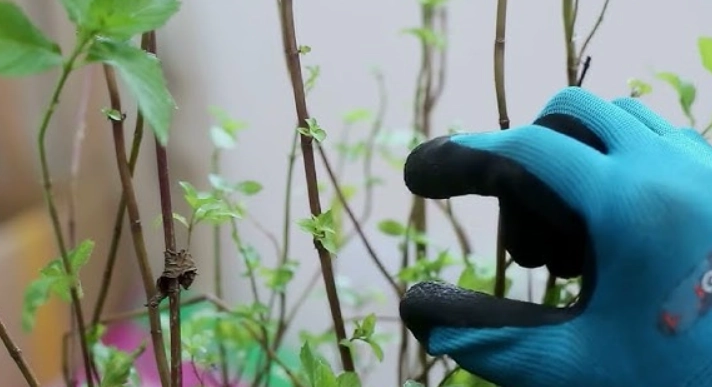 薄荷修剪 薄荷修剪