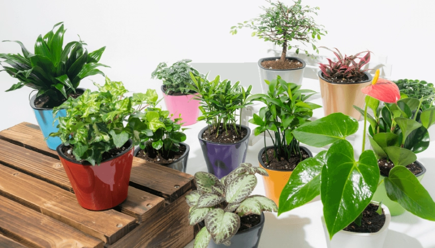 易養盆栽植物 易養盆栽植物