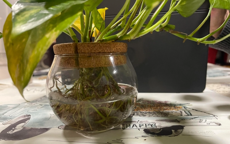 黃金葛水耕根部發黑