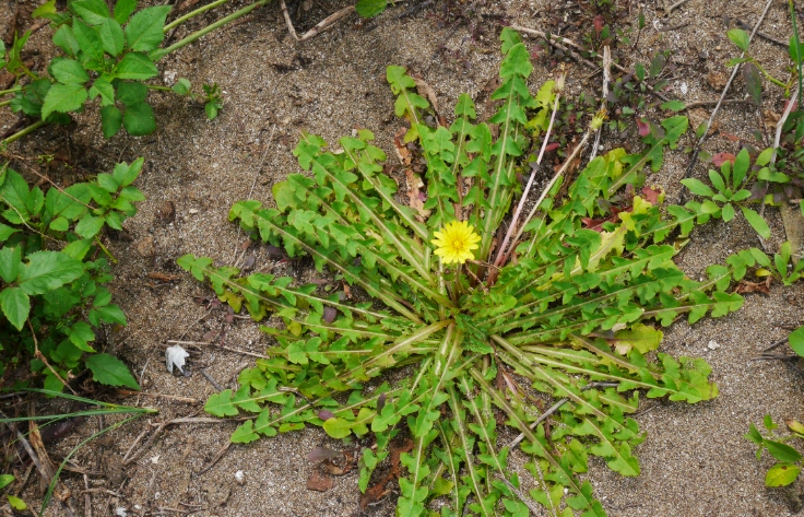 闊葉雜草防治 闊葉雜草防治