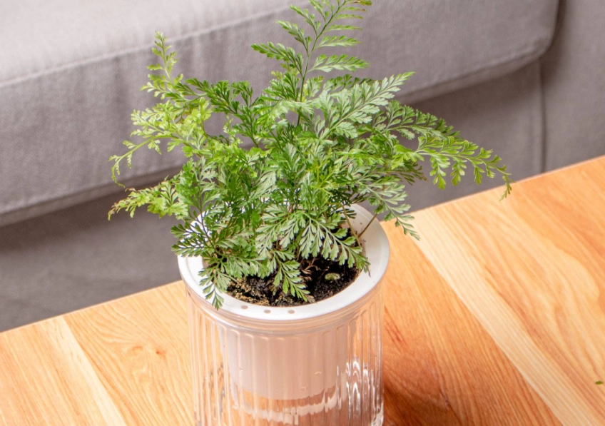 兔腳蕨栽培技巧 兔腳蕨栽培技巧