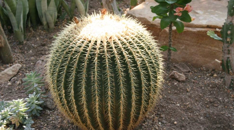 懶人植物 懶人植物