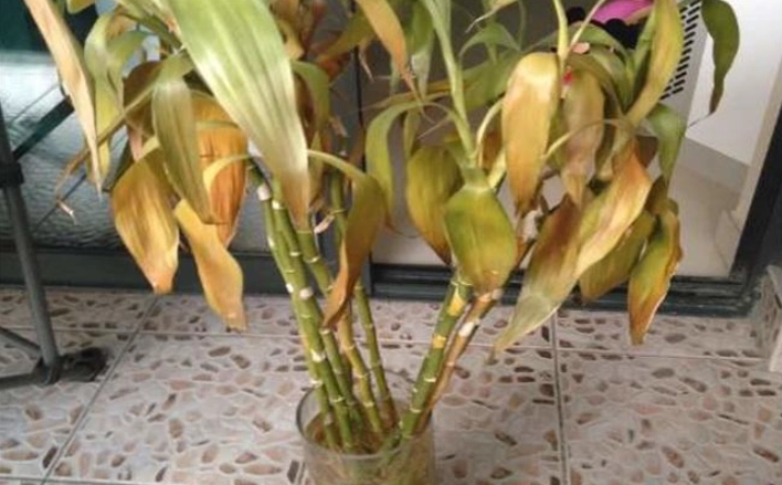 水培富贵竹叶子发黄 水培富贵竹叶子发黄