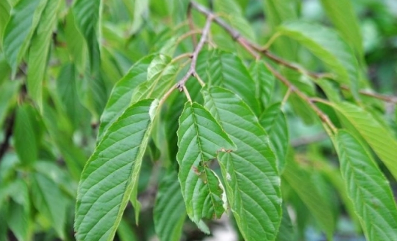 櫻花葉子下垂預防