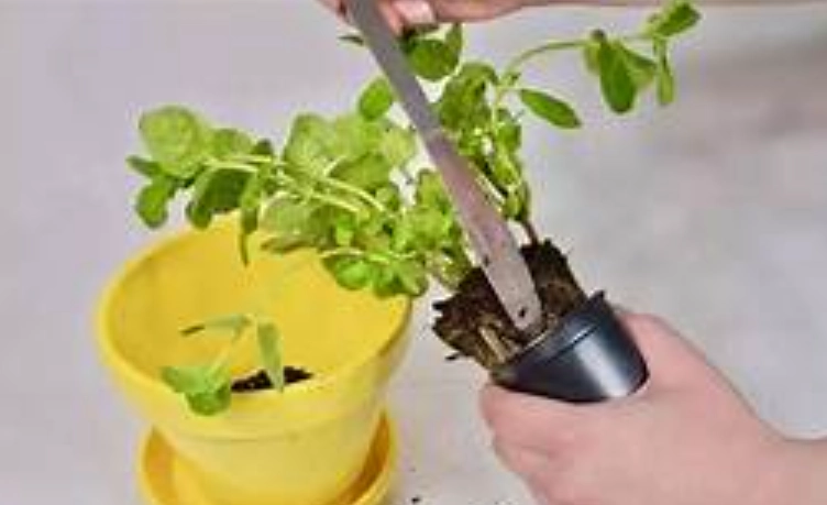 薄荷換盆方法